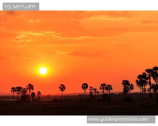荷兰足球的辉煌历史与未来发展展望：从橙色军团到世界舞台的传奇之路